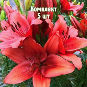 Комплект 5шт / Лилия Предоса