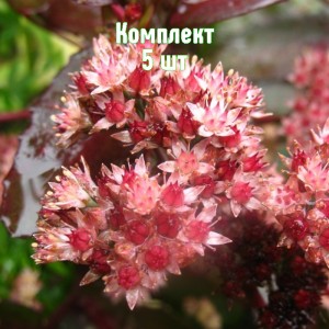 Комплект 5шт / Очиток телефиум Бон Бон