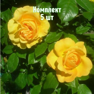 Комплект 5шт / Роза Желтый остров (чайно-гибридная)