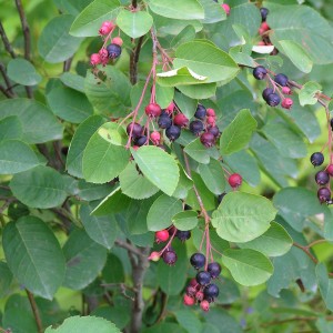 Саженец ирги Колосистой