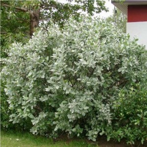 Саженец ивы Пепельной