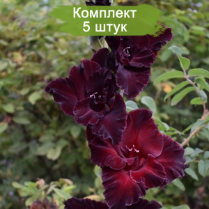 Луковицы гладиолуса Черный Кардинал -  комплект 5 шт.