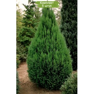 Саженцы кипарисовика Туевидного 40-60 см -  комплект 5 шт.