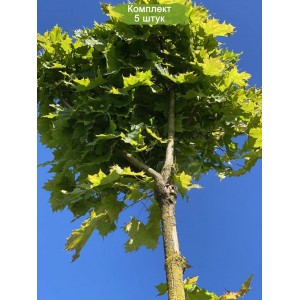 Саженцы клёна Остролистного (от 150 см) -  комплект 5 шт.