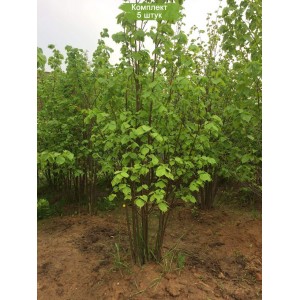 Саженцы липы Мелколистная 20-40 см -  комплект 5 шт.