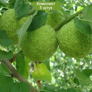 Саженцы маклюра (Адамово яблоко) -  комплект 5 шт.