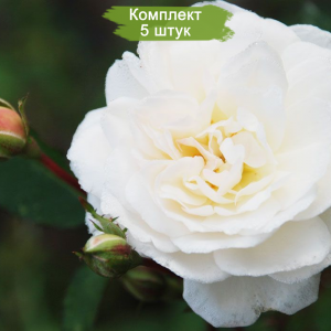 Саженцы розы флорибунды Айсберг (Iceberg) -  комплект 5 шт.