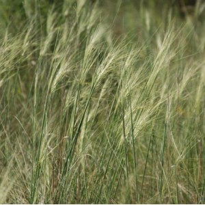 Саженец Ковыля-волосатика