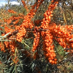 Саженец облепихи Алтайская