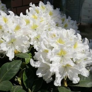 Саженец рододендрона Каннингемс Уайт (Cunningham’s White)