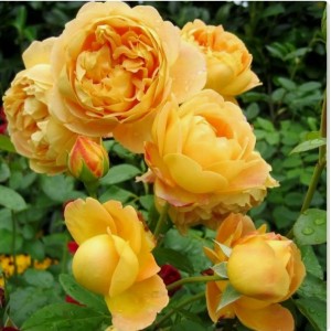 Саженец парковой розы Соломонс Голд