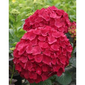 Саженец гортензии крупнолистной Ред Вондер (Red Wonder)