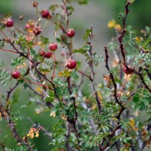 Саженец шиповника Эйчисон (Ecae)